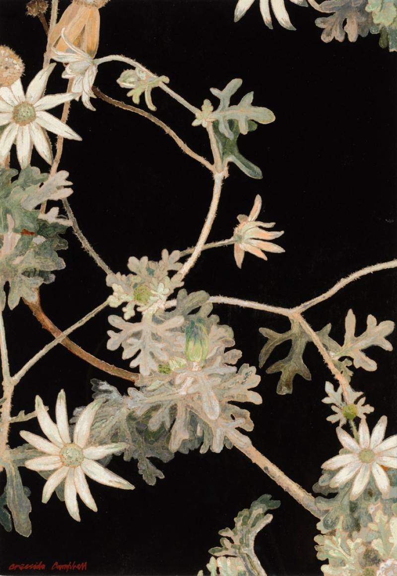 Cressida Campbell - Entwined Flannel Flowers