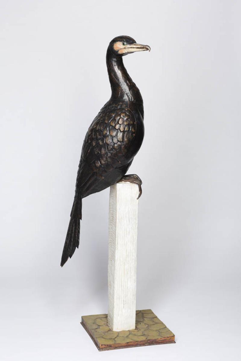 STU JAMES - Giant Cormorant