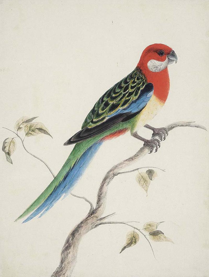 PORT JACKSON PAINTER - Eastern Rosella Parroquet from Botany Bay