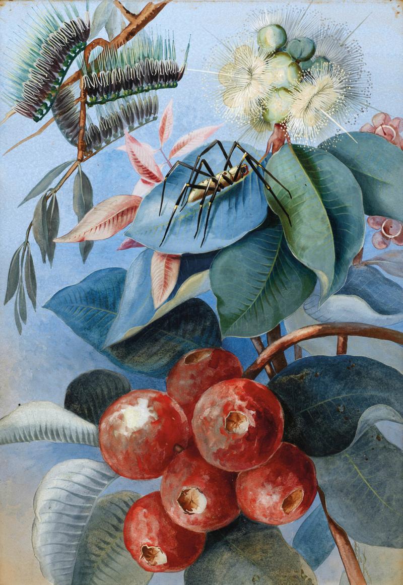 Ellis Rowan - Spider, Leaves and Fruit