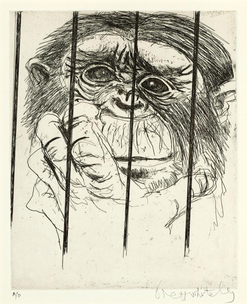 BRETT WHITELEY - Chimp, Taronga Park Zoo (also known as Monkey)