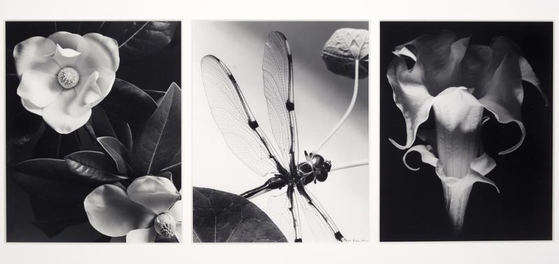 MAX DUPAIN - Flowers and Dragonfly