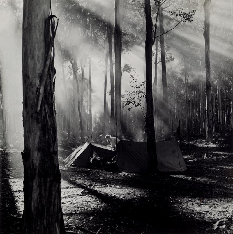 MAX DUPAIN - Blue Gum Forest, Grose Valley